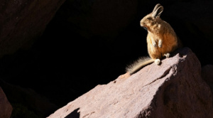 Una casa de Oruro escondía un secreto macabro, más de 600 animales muertos