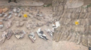 Envían con detención preventiva y domiciliaria a sospechosos por la muerte de más de 500 vizcachas y 89 sullus de llama