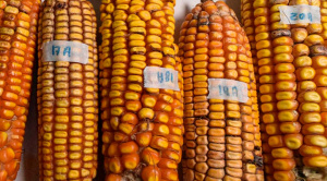 El 83% del maíz amarillo en Santa Cruz es transgénico pese a prohibición legal, revela estudio de Fundación Tierra