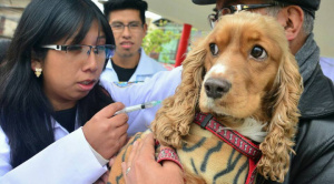 Campaña antirrábica cuenta con más de 2 millones de vacunas 