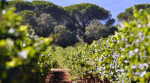 |OPINIÓN|Bolivia y la OIV, el brindis que aún nos falta|Pablo Pizarro|