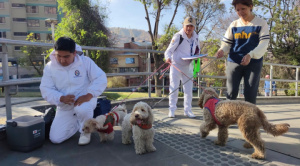 Se Inicia la vacunación antirrábica para gatos y perros
