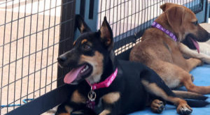 El “Perrotón navideño” promueve la adopción de mascotas adultas y enfermas en Bolivia